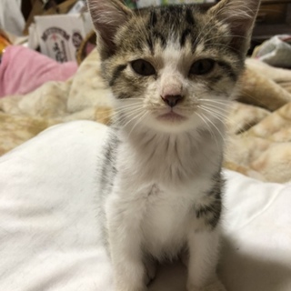  2ヶ月のオスのさばトラの子猫
