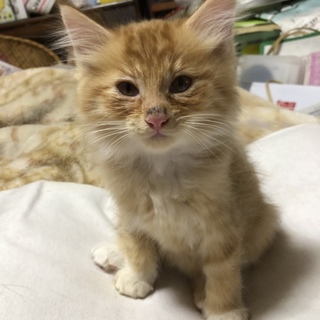 約2ヶ月の茶トラの長毛の子猫