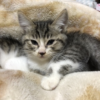 約2ヶ月のさばトラのオスの子猫