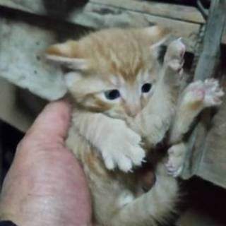 子猫里親募集