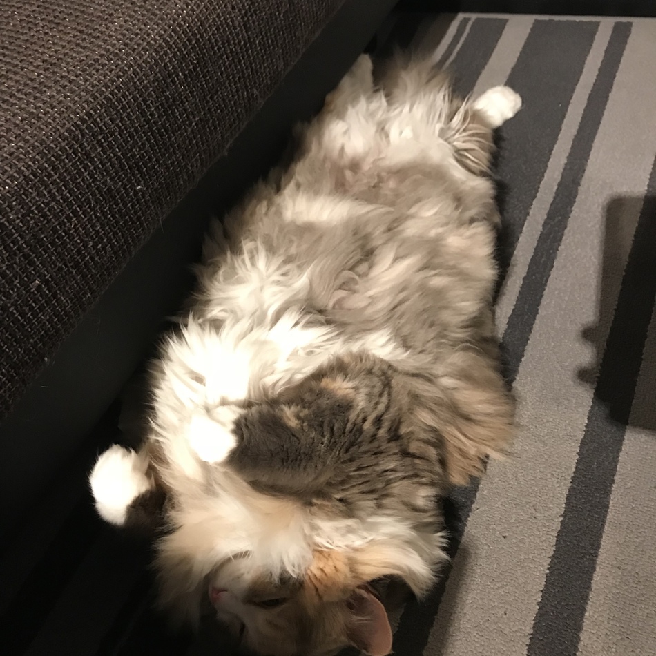 なおみのカバー写真