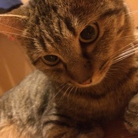 のん