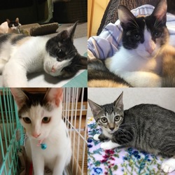 多摩大学 保護子猫 譲渡会