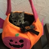 ハロウィン