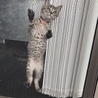 の写真