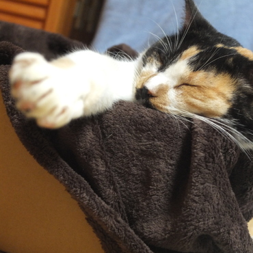 箱入りこんちゃん！