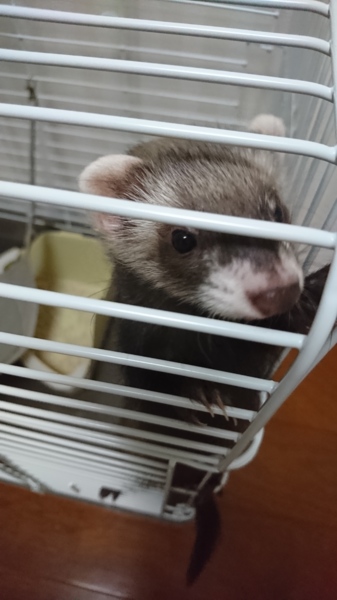 元気なフェレットの女の子です 岡山県 小動物の里親募集 2364 ペットのおうち 月間利用者150万人