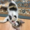 (トライアルの為一時中止)人大好きな三毛猫ちゃん