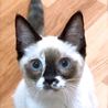 ねこバス発・幸せへのきっぷ(保護活動者)