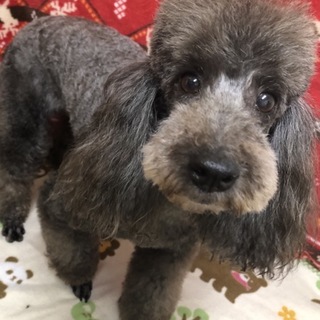 トイプードル アリスちゃん。6歳の女の子。