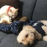 だいぶ慣れたね☆。.:＊・゜
