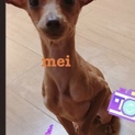 ミニチュアピンシャー♀2歳半
