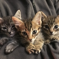 ひぃ・ふぅ・みぃ