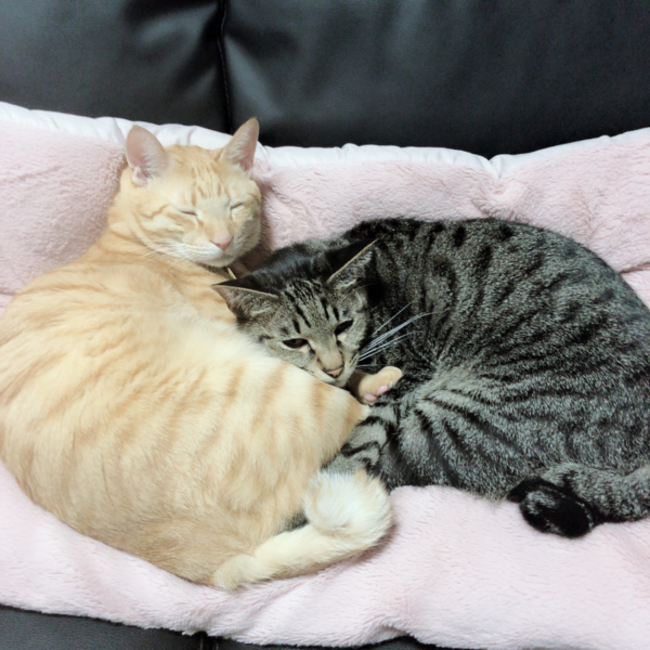 ろいろびのカバー写真