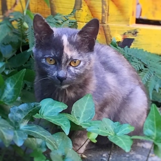 寂しがりやのサビ猫ちゃん