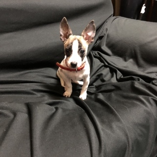 ミニチュアダックスとフレンチブルのミックス男の子