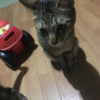 しまじろう