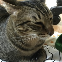 とらじろう