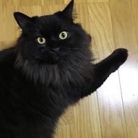 シオ