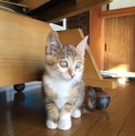 チョコレート色と茶色のツートンキジ白ちゃん。