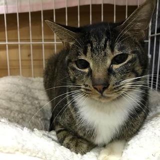 キジ白ちゃん（№11）