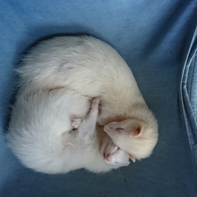 ふらうのカバー写真