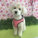 人懐っこいトイプードル♀5歳