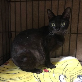 黒ちゃん（№12）