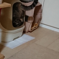 猫トイレ事情①～謎の粗相（小）、解決へ～