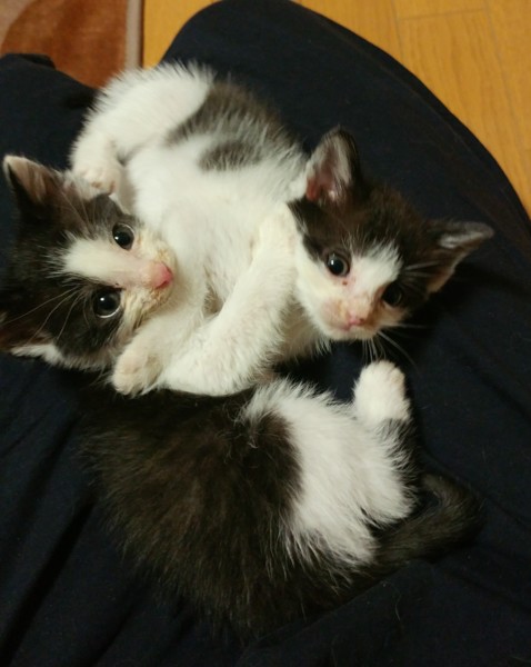 急募 生後2ヶ月未満 栃木県 猫の里親募集 ペットのおうち 月間利用者150万人