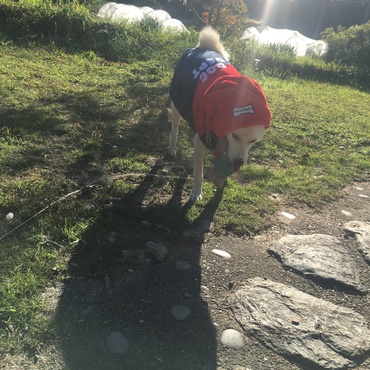 寒がりマルちゃんの服