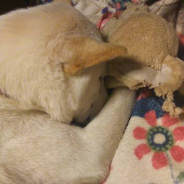 ２歳になってより甘えん坊マルちゃん