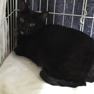 クロちゃん（№22）