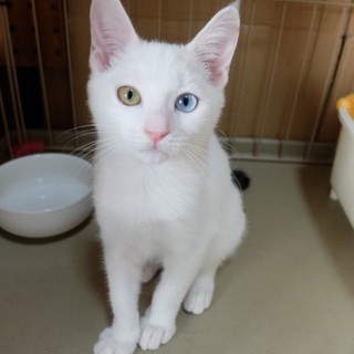 尻尾だけちょこっと黒い白猫くん