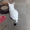 尻尾だけちょこっと黒い白猫くん サムネイル4