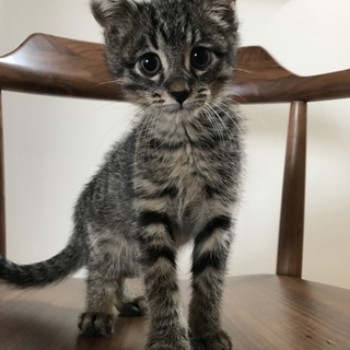 【11/4譲渡会】目が見えていない子猫ぽわわ