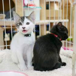 保護猫譲渡会