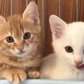 子猫の里親募集中