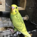 キャンセルが出た為に募集します