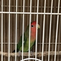 手乗り崩れのコザクラインコ