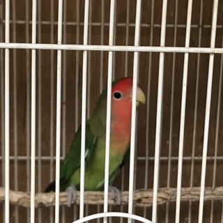 手乗り崩れのコザクラインコ