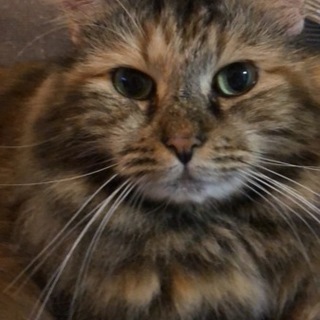 おとなしくて、甘えてきます^_^