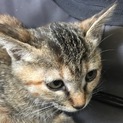 「里親さん決定」優しいむぎわらちゃん