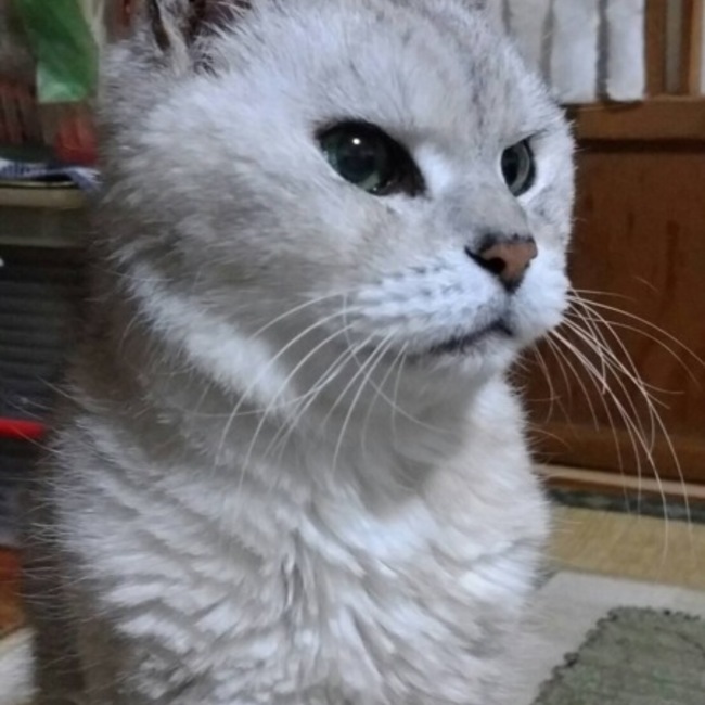 チャコうさぎのカバー写真