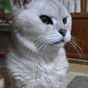 チャコうさぎ