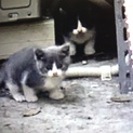 野良猫が子どもを産んだので飼い主を募集しています。