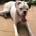 ホワイトボクサー子犬