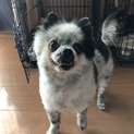 陽気なポメちゃん！