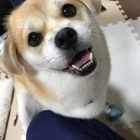アン