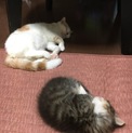 お見合中！     心優しい里親様